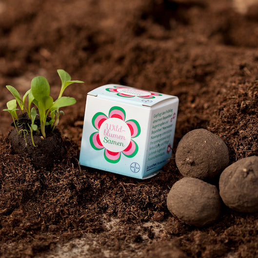 Texte alternatif : « Emballage de graines de fleurs sauvages à côté de semis et de bombes de graines sur un sol fertile. »