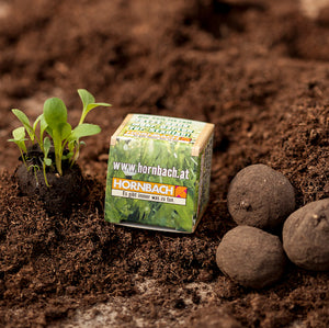 Plantez le semis à côté d'un cube avec l'inscription « hornbach.at » et des mottes de terre sur un sol fertile.