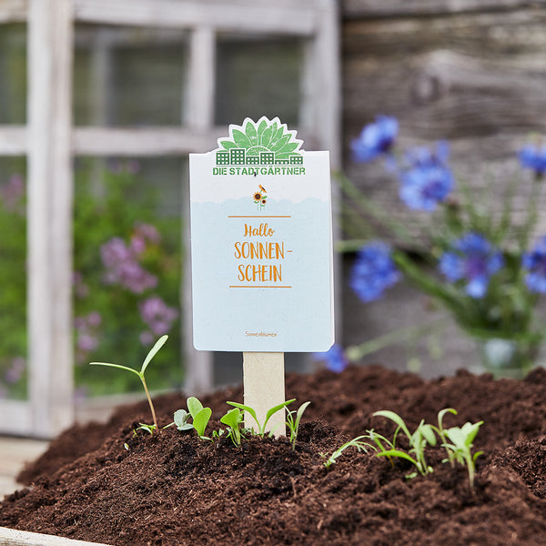 Panneau indiquant « Bonjour Soleil » dans un parterre de jardin avec de jeunes plantes et un arrière-plan flou.