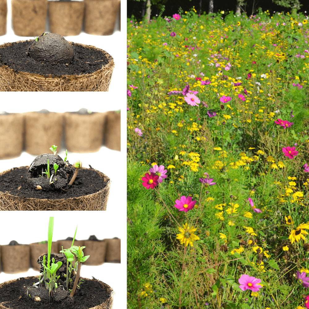 Collage de la croissance des plantes dans des pots en fibre de coco et d'une prairie de fleurs sauvages en fleurs.