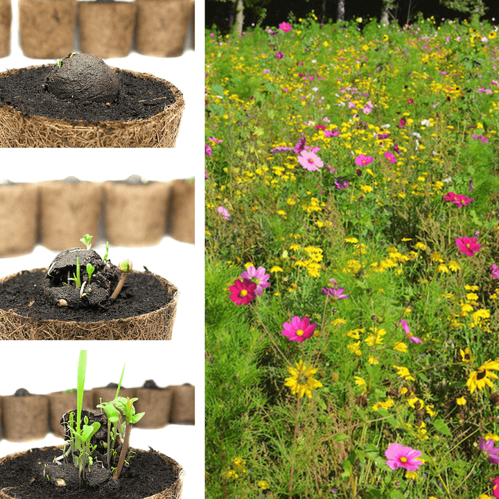 Collage de la croissance des plantes dans des pots en fibre de coco et d'une prairie de fleurs sauvages en fleurs.